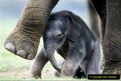 071.2023-08-12-World-Elephant-Day.-71-