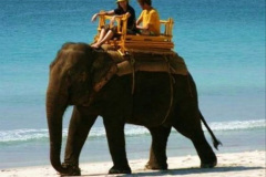 073.2023-08-12-World-Elephant-Day.-73-