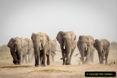 Large elephant family walking in dust in Savuti in Botswana