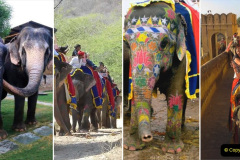 082.2023-08-12-World-Elephant-Day.-82-