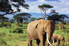 087.2023-08-12-World-Elephant-Day.-87-
