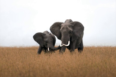 094.2023-08-12-World-Elephant-Day.-94-