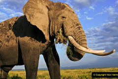 African elephant (Loxodonta africana) Bull elephant with large tusks. Amboseli National Park Kenya. Dist. Sub-saharan Africa