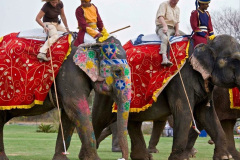 097.2023-08-12-World-Elephant-Day.-97-