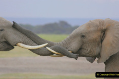 099.2023-08-12-World-Elephant-Day.-99-