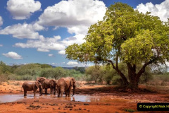 102.2023-08-12-World-Elephant-Day.-102-