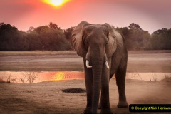 104.2023-08-12-World-Elephant-Day.-104-