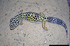 2023 August 14 World Lizard Day