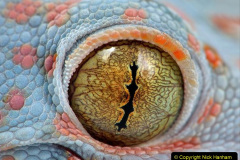 001.2023-08-14-World-Lizard-Day.-1-