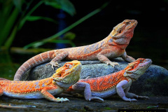 002.2023-08-14-World-Lizard-Day.-2-