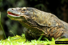 003.2023-08-14-World-Lizard-Day.-3-