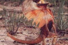 004.2023-08-14-World-Lizard-Day.-4-