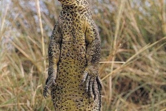005.2023-08-14-World-Lizard-Day.-5-