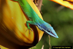 007.2023-08-14-World-Lizard-Day.-7-
