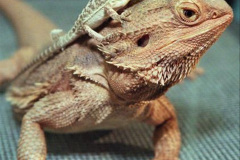 008.2023-08-14-World-Lizard-Day.-8-