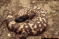 009.2023-08-14-World-Lizard-Day.-9-