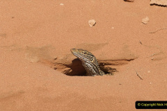 010.2023-08-14-World-Lizard-Day.-10-