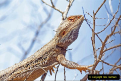 011.2023-08-14-World-Lizard-Day.-11-