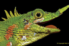 012.2023-08-14-World-Lizard-Day.-12-