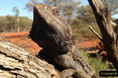 013.2023-08-14-World-Lizard-Day.-13-
