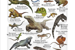 014.2023-08-14-World-Lizard-Day.-14-