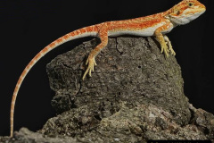 015.2023-08-14-World-Lizard-Day.-15-