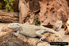 016.2023-08-14-World-Lizard-Day.-16-