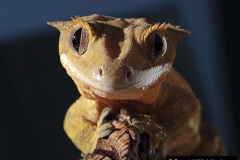 017.2023-08-14-World-Lizard-Day.-17-