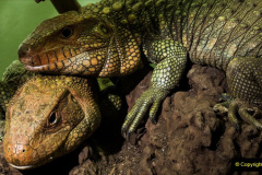 018.2023-08-14-World-Lizard-Day.-18-