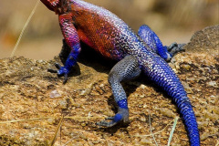 019.2023-08-14-World-Lizard-Day.-19-