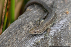 020.2023-08-14-World-Lizard-Day.-20-