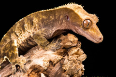 021.2023-08-14-World-Lizard-Day.-21-