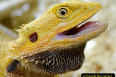 022.2023-08-14-World-Lizard-Day.-22-