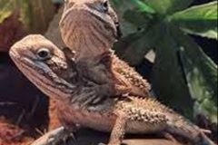 023.2023-08-14-World-Lizard-Day.-23-