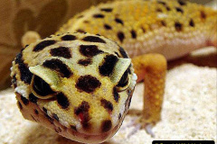 024.2023-08-14-World-Lizard-Day.-24-