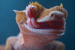 025.2023-08-14-World-Lizard-Day.-25-