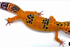 026.2023-08-14-World-Lizard-Day.-26-