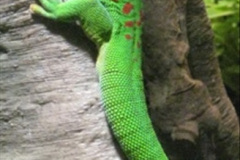 027.2023-08-14-World-Lizard-Day.-27-