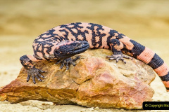 028.2023-08-14-World-Lizard-Day.-28-