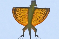 029.2023-08-14-World-Lizard-Day.-29-
