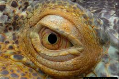030.2023-08-14-World-Lizard-Day.-30-