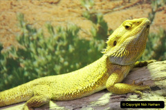 031.2023-08-14-World-Lizard-Day.-31-