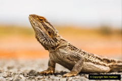Close up of bearded dragon lizard reptile laying on road in outback australia