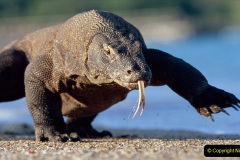 033.2023-08-14-World-Lizard-Day.-33-