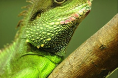 034.2023-08-14-World-Lizard-Day.-34-