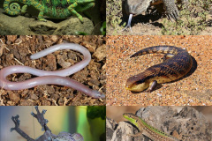 035.2023-08-14-World-Lizard-Day.-35-