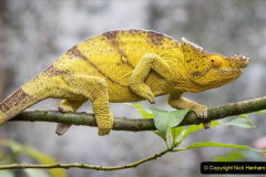 036.2023-08-14-World-Lizard-Day.-36-