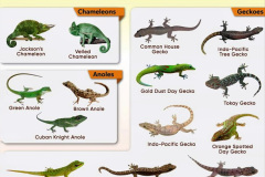 037.2023-08-14-World-Lizard-Day.-37-