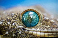 038.2023-08-14-World-Lizard-Day.-38-