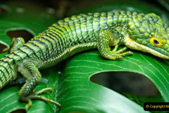 039.2023-08-14-World-Lizard-Day.-39-